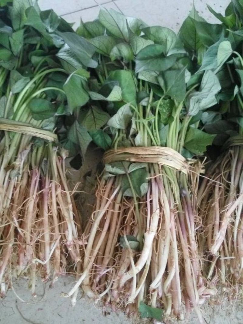 地瓜秧苗有早丰，龙九，烟薯，济薯，西瓜红