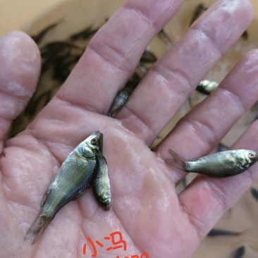 彭泽鲫鱼苗