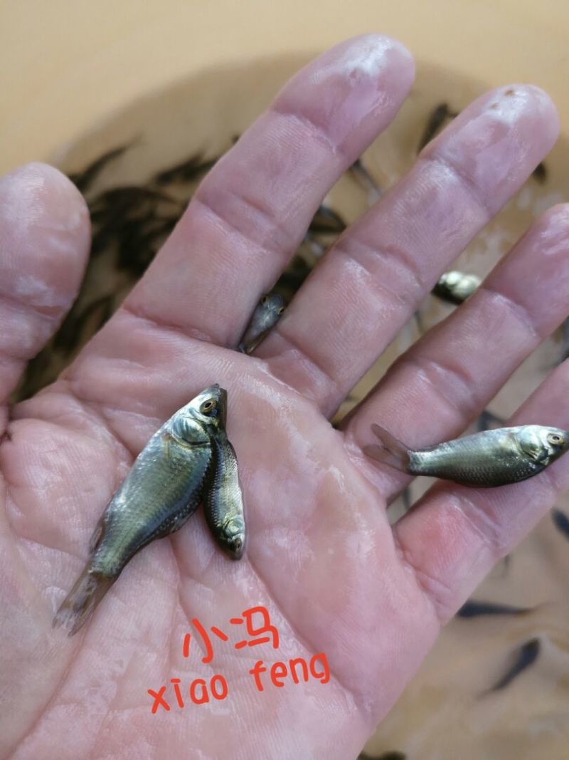 彭泽鲫鱼苗