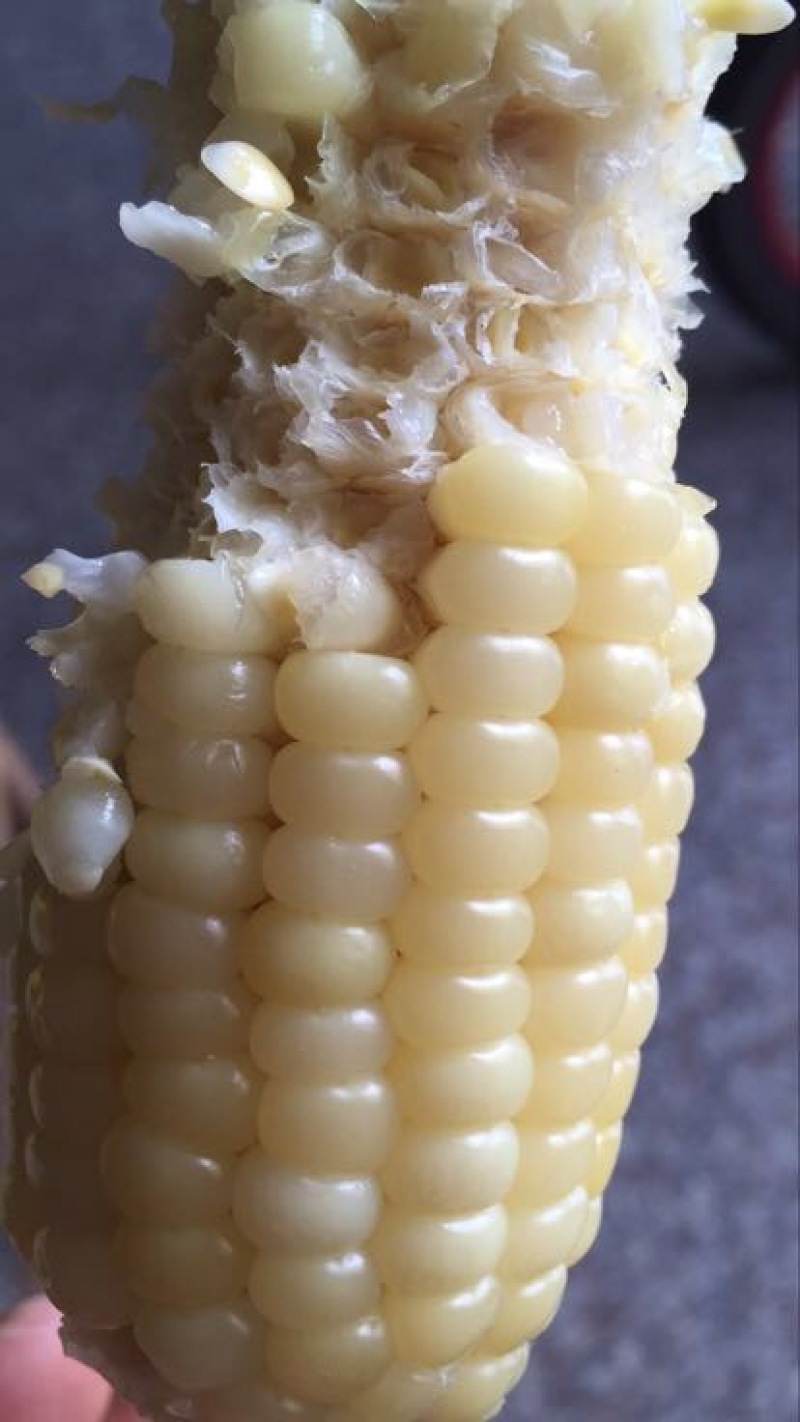 白色糯玉米7号玉米