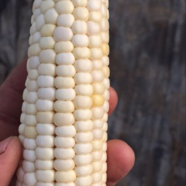 白色糯玉米7号玉米