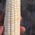 白色糯玉米7号玉米
