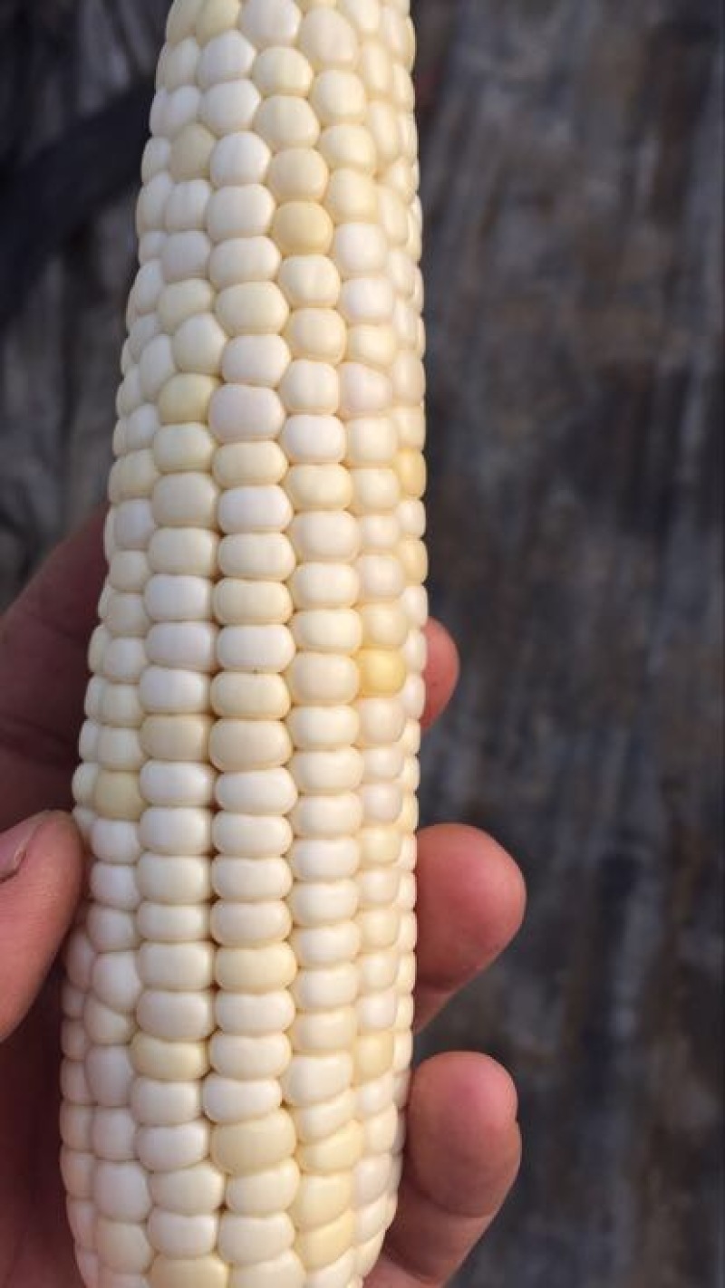 白色糯玉米7号玉米