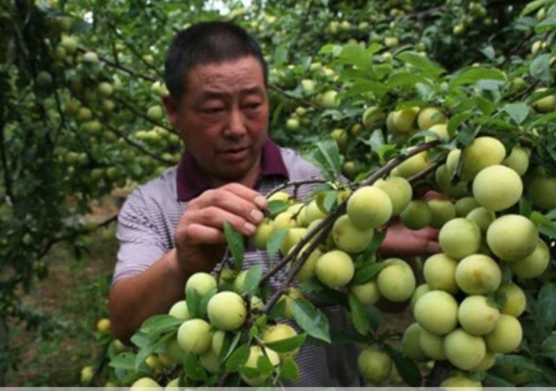 李子干