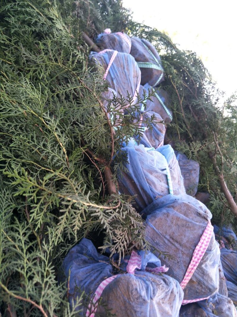 侧柏，密码，灌服大，土球裸根，带盆，都可以，质量如图，