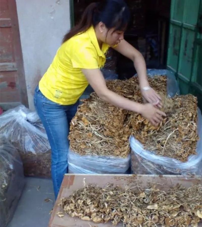 茶树菇干