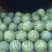 京欣西瓜8斤打底8成熟1茬