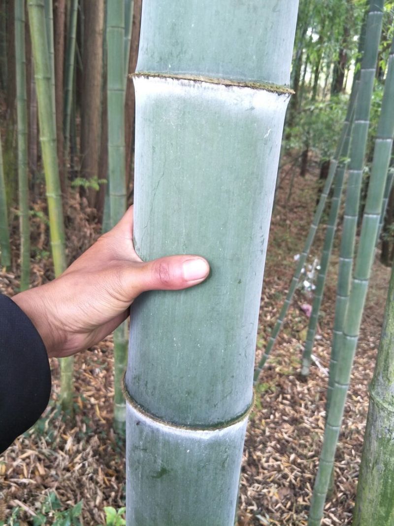 金竹