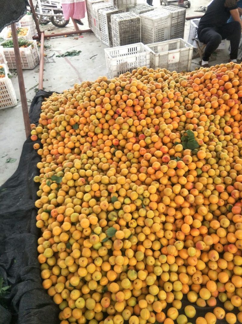 金太阳杏精品金黄发亮色彩名利