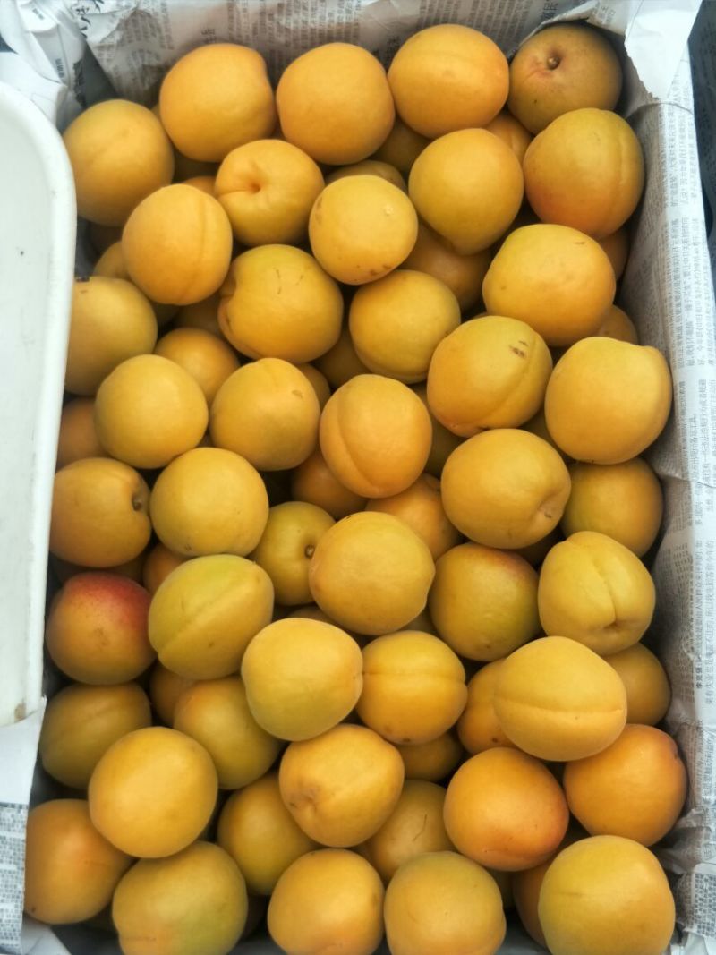 金太阳杏精品金黄发亮色彩名利