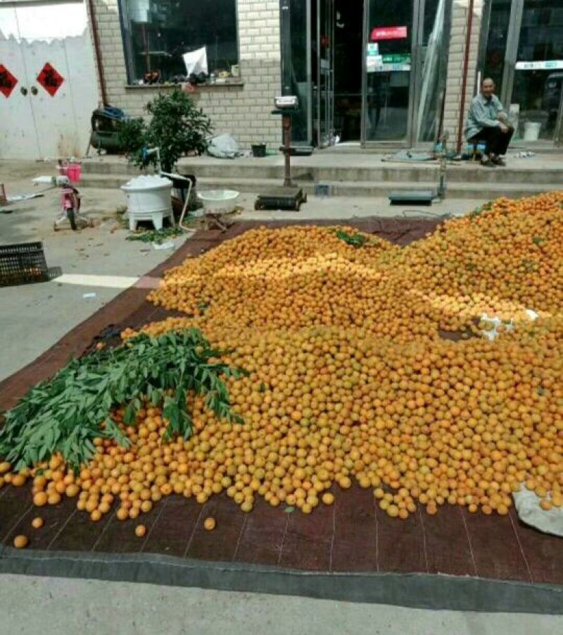 金太阳杏精品金黄发亮色彩名利
