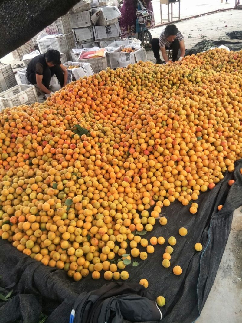 金太阳杏精品金黄发亮色彩名利