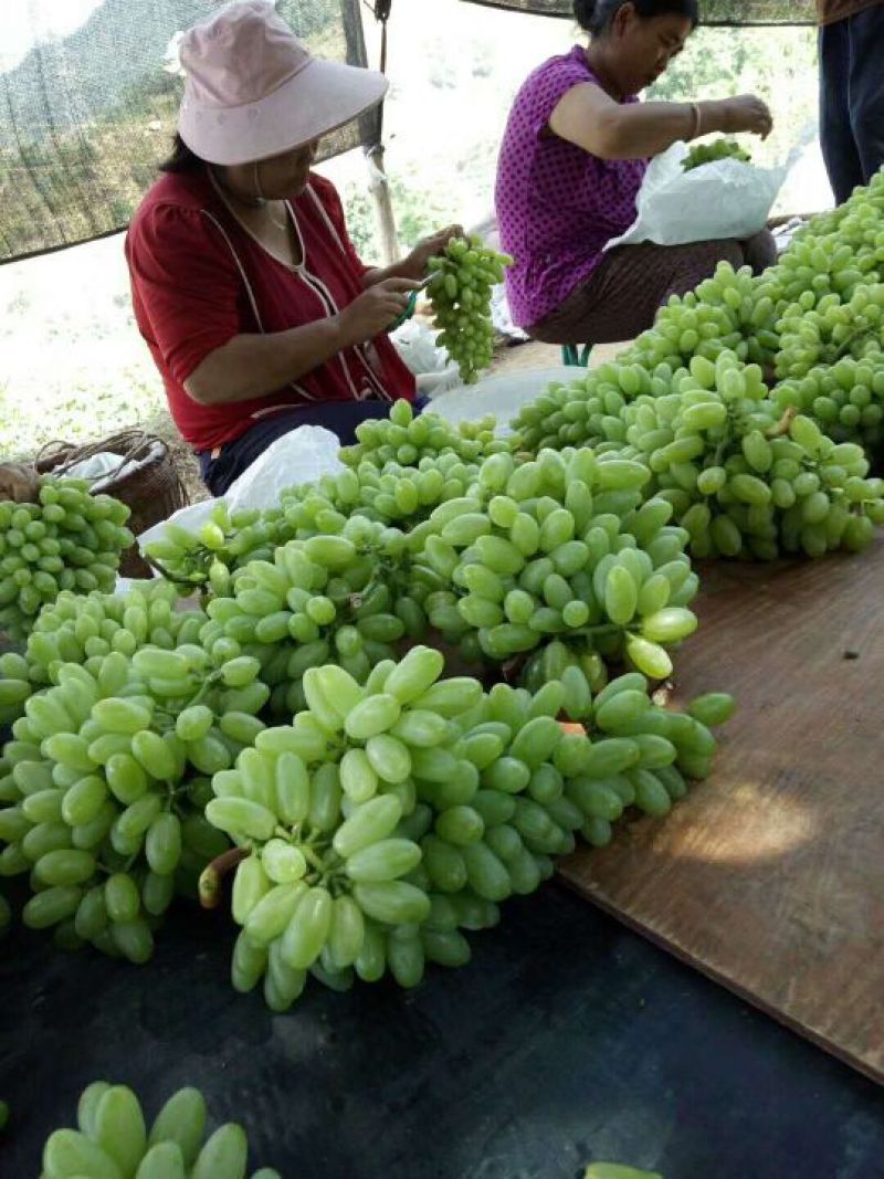 白鸡心