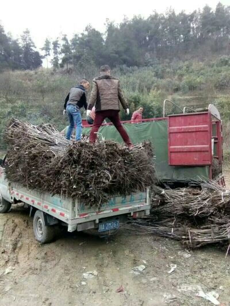 盐源早核桃苗，早实核桃苗，四川核桃苗，嫁接核桃苗。