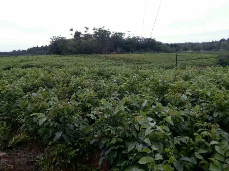 盐源早核桃苗，早实核桃苗，四川核桃苗，嫁接核桃苗。