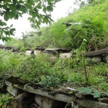 蜂蜜土蜂蜜百花蜜正宗大山里的土蜂蜜