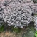 红花继木球