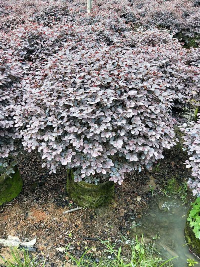 红花继木球