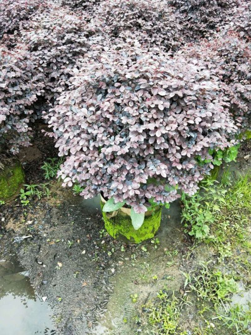红花继木球