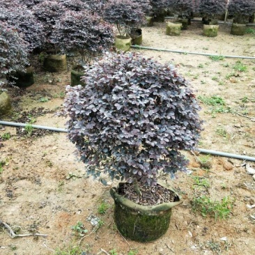 红花继木球