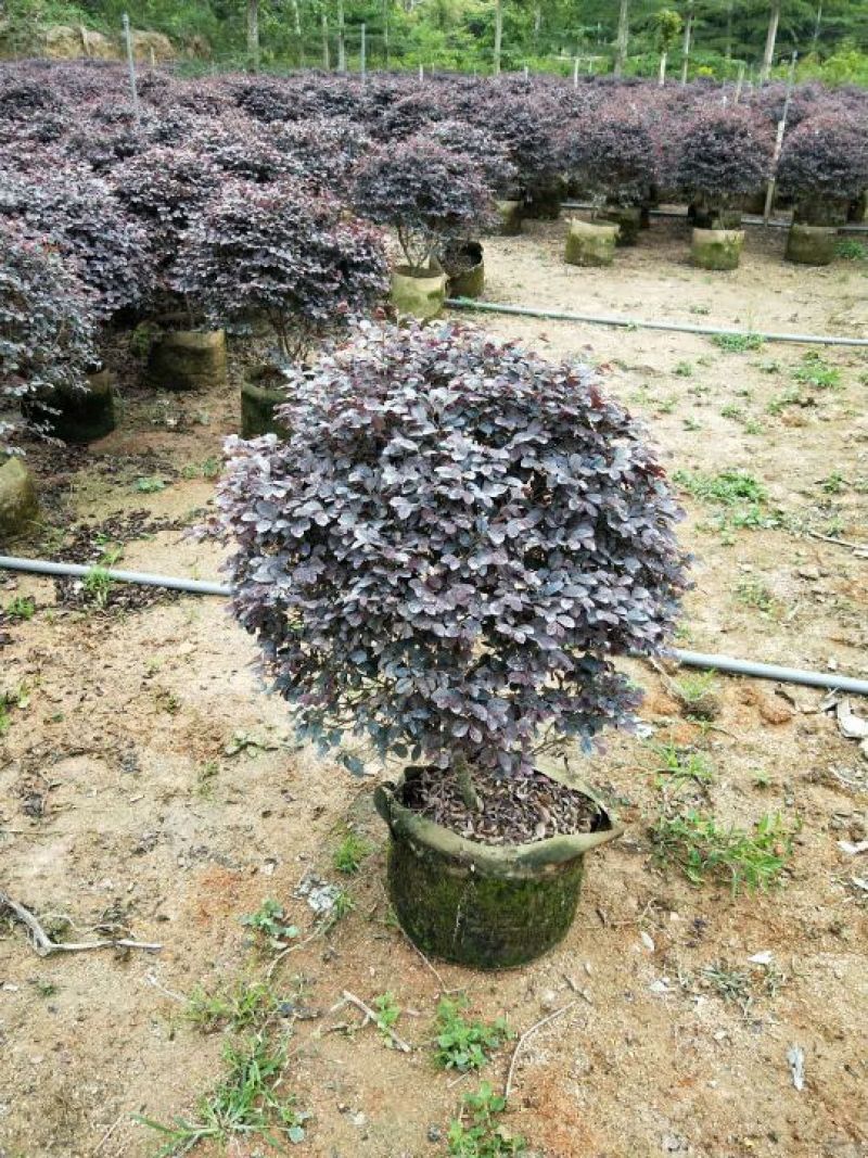 红花继木球