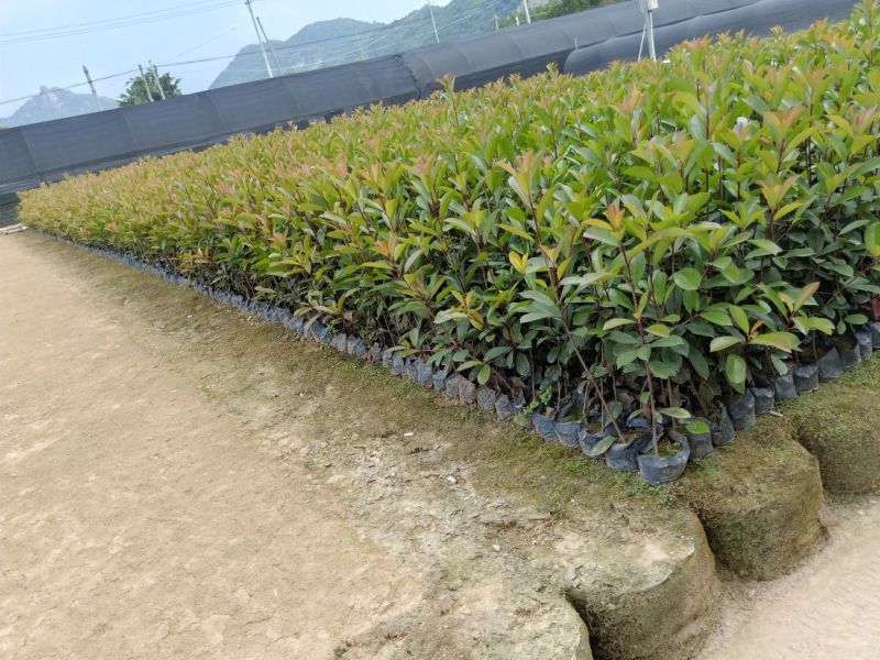 红叶石楠