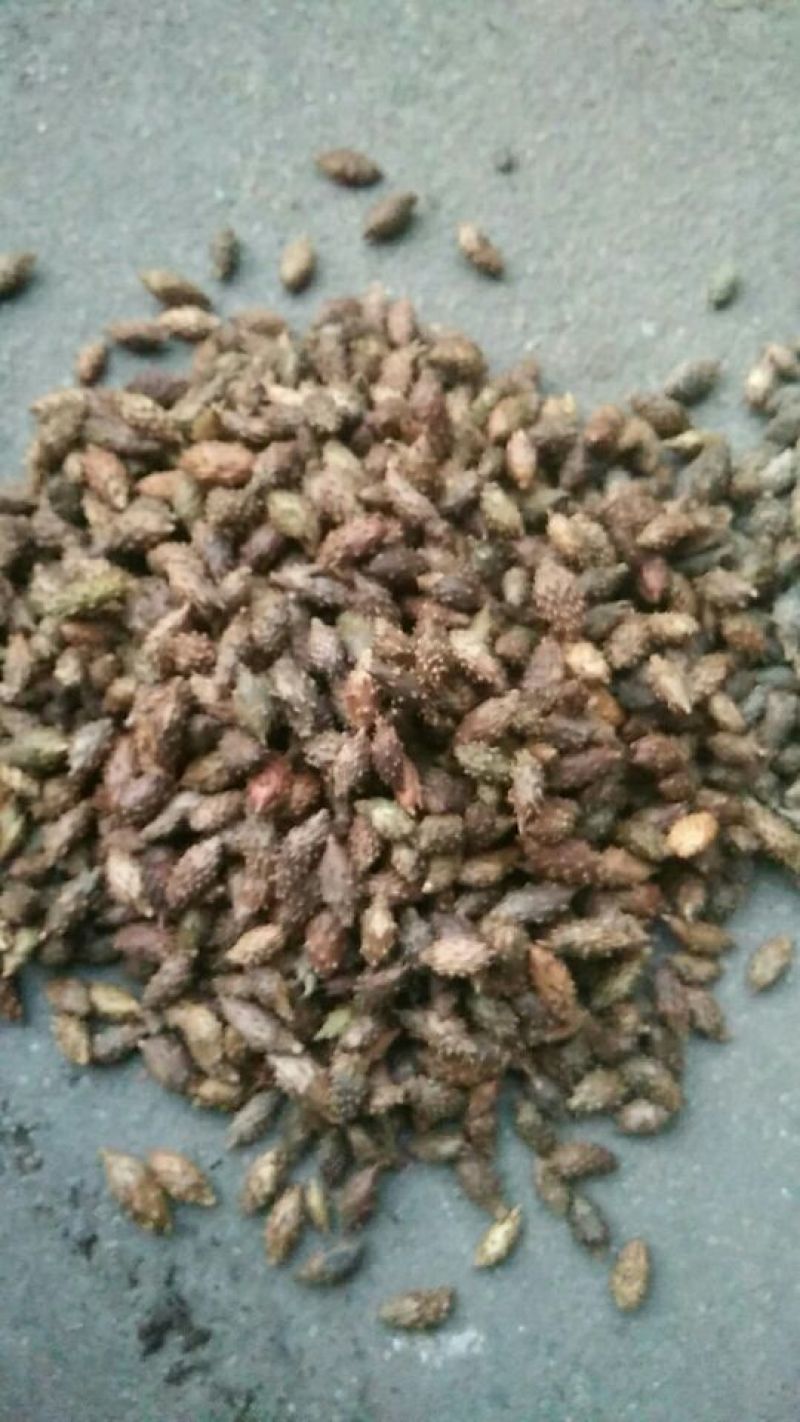 决明子，苍耳子，亚麻籽，冬瓜子，黄瓜籽。