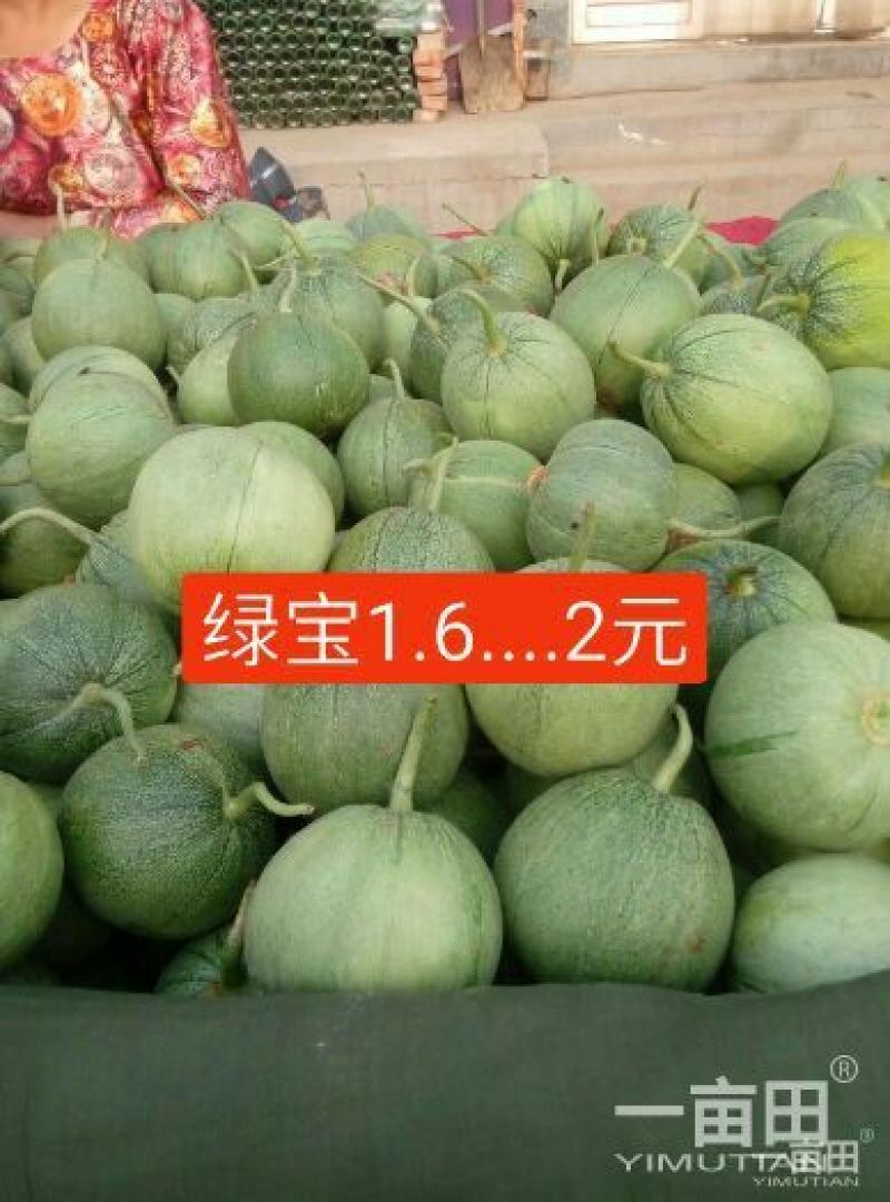 新乐市大棚甜瓜4月20号上市需要的联系我随到随装车