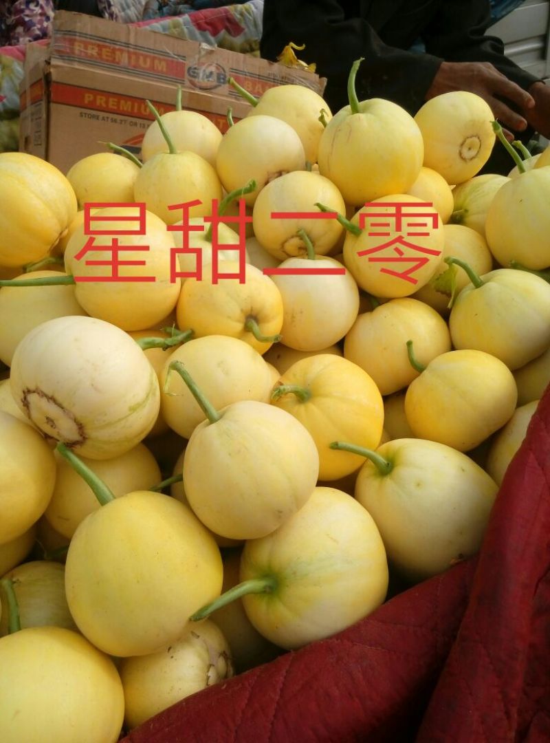 新乐市大棚甜瓜4月20号上市需要的联系我随到随装车