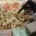 新乐市大棚甜瓜4月20号上市需要的联系我随到随装车
