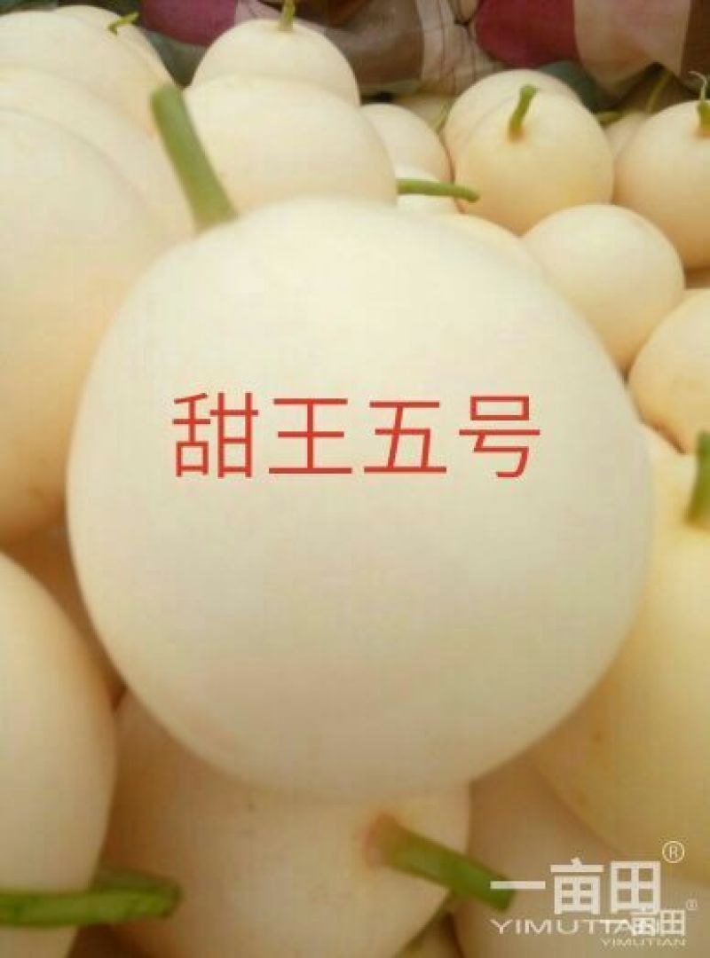 新乐市大棚甜瓜4月20号上市需要的联系我随到随装车