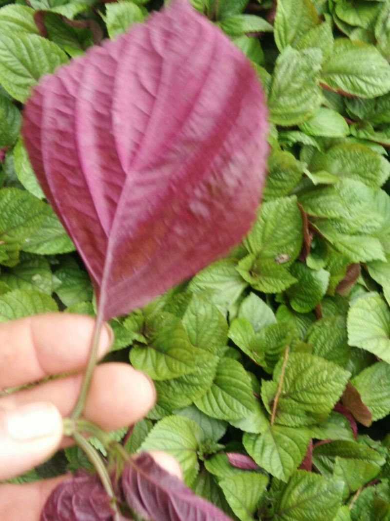 紫苏鲜，干叶