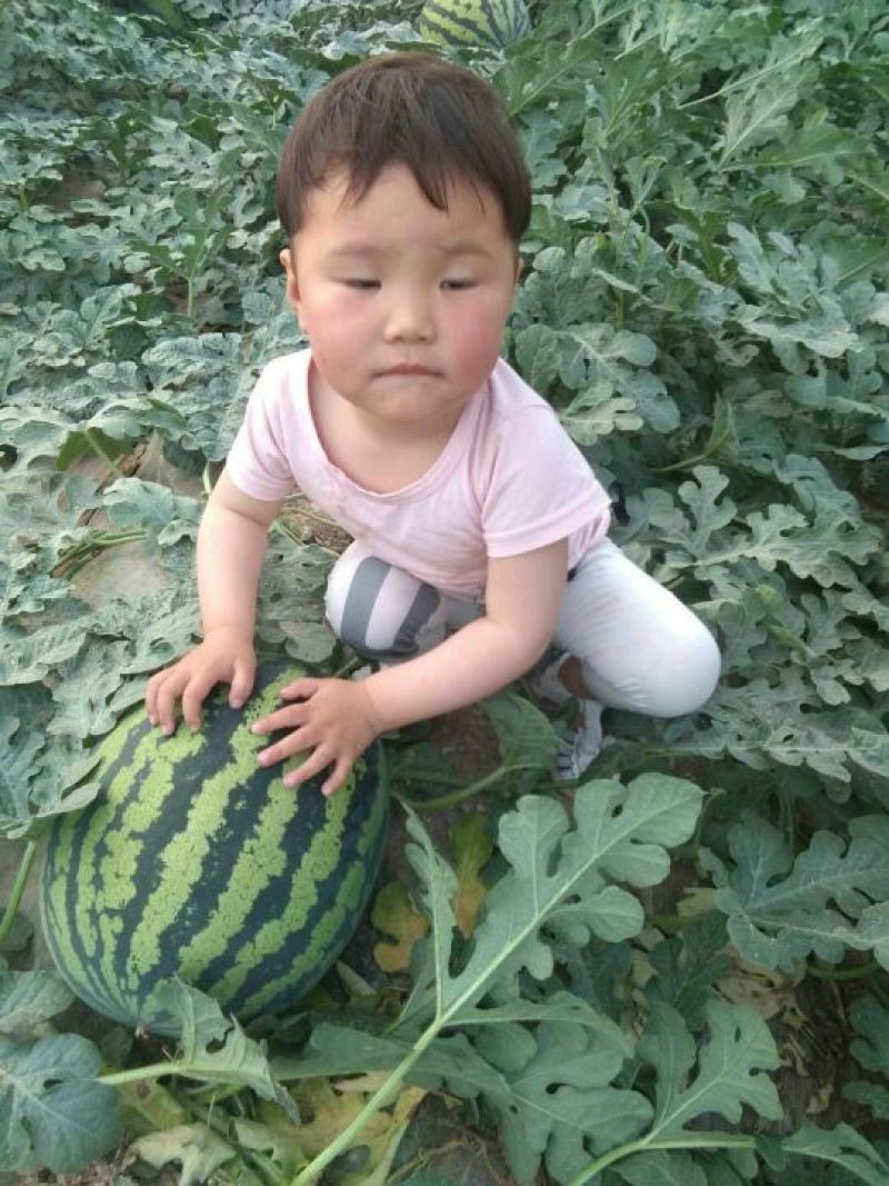 蒲城县西瓜大量上市，品质优良！