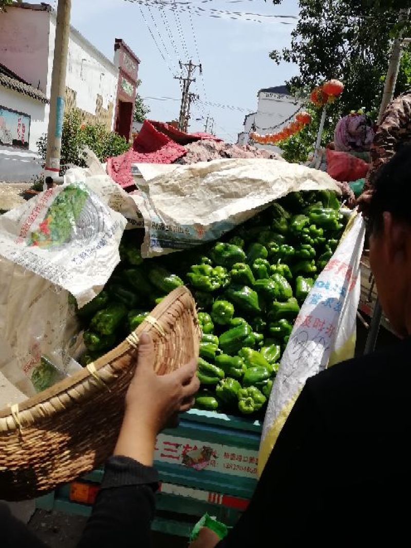 圆椒5cm以上