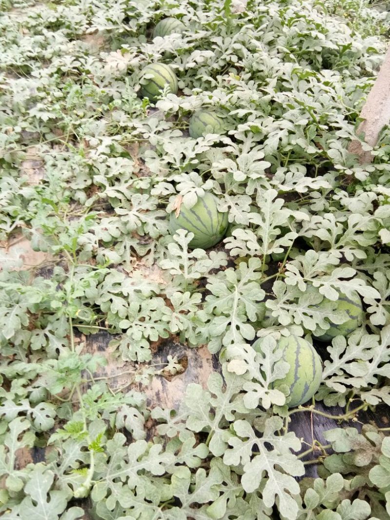 大量西瓜上市