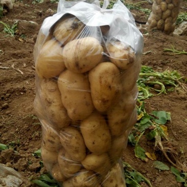 荷兰十五土豆