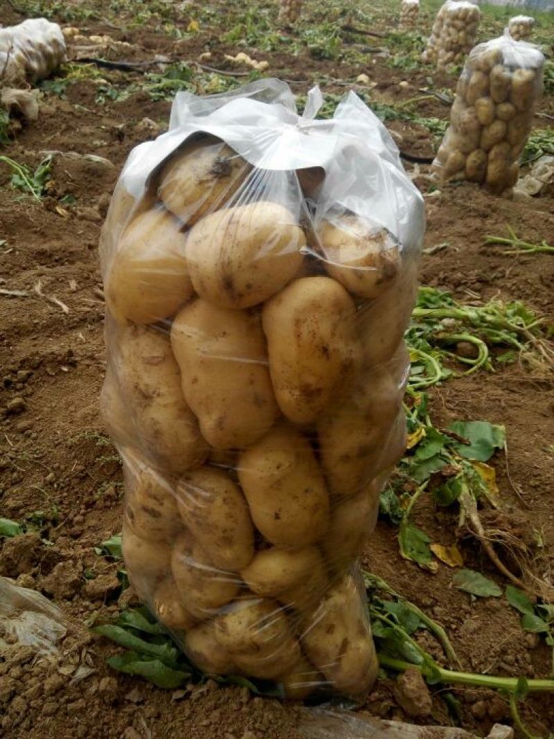 荷兰十五土豆