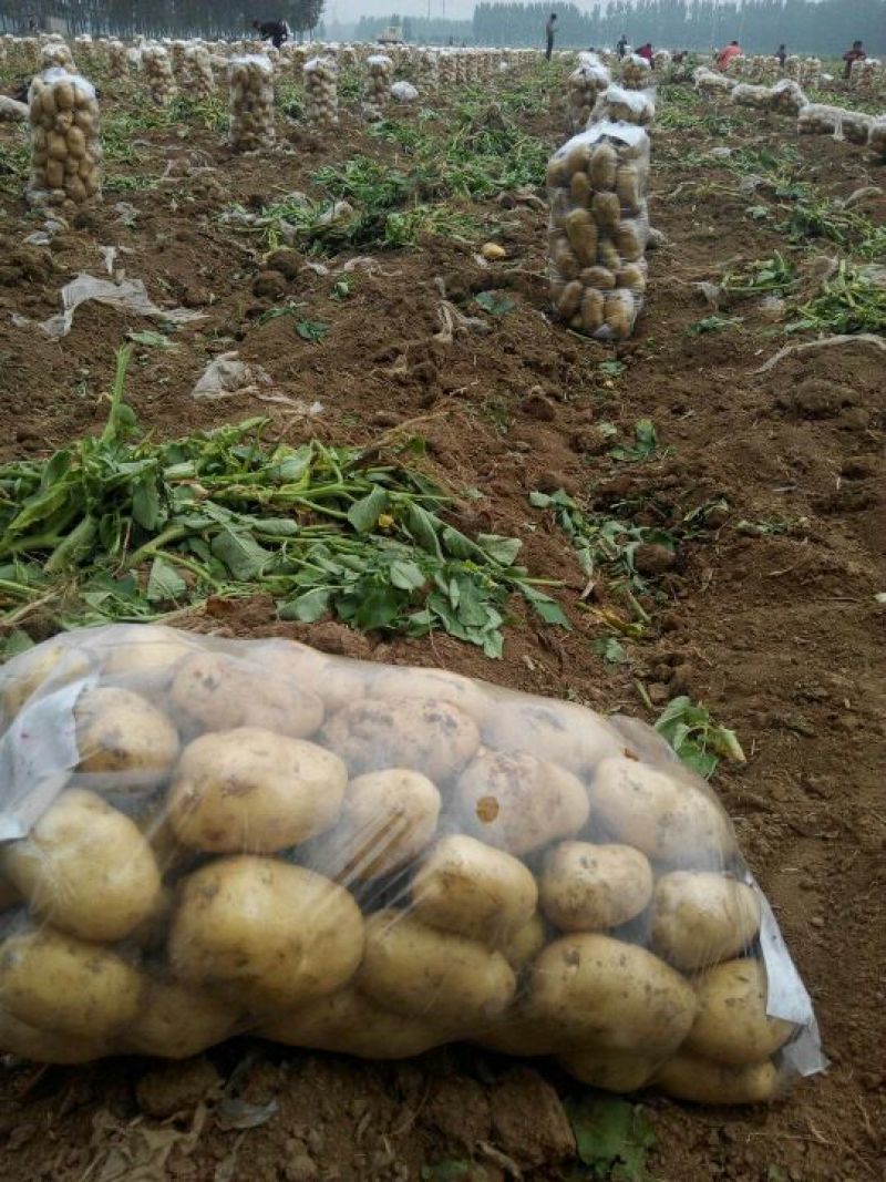 荷兰十五土豆