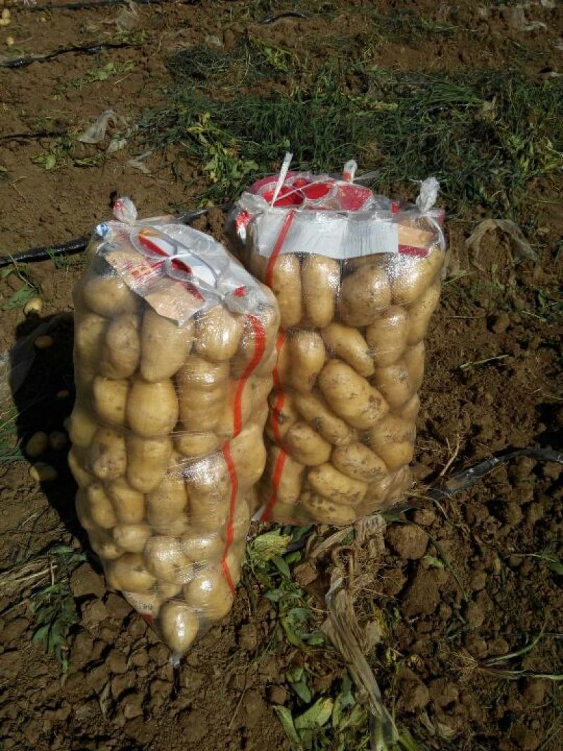 荷兰十五土豆