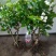 茉莉花苗30~50cm