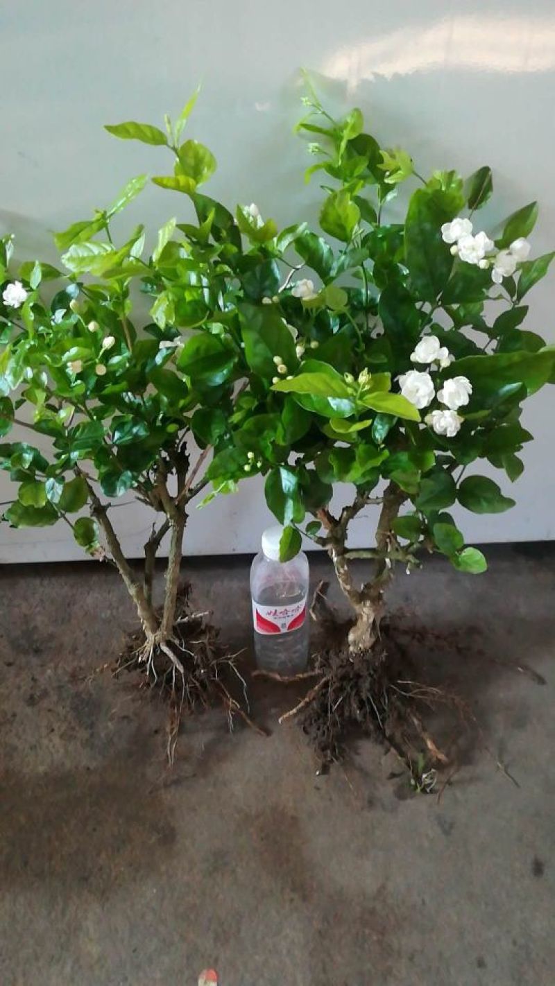 茉莉花苗30~50cm