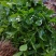 茉莉花苗30~50cm