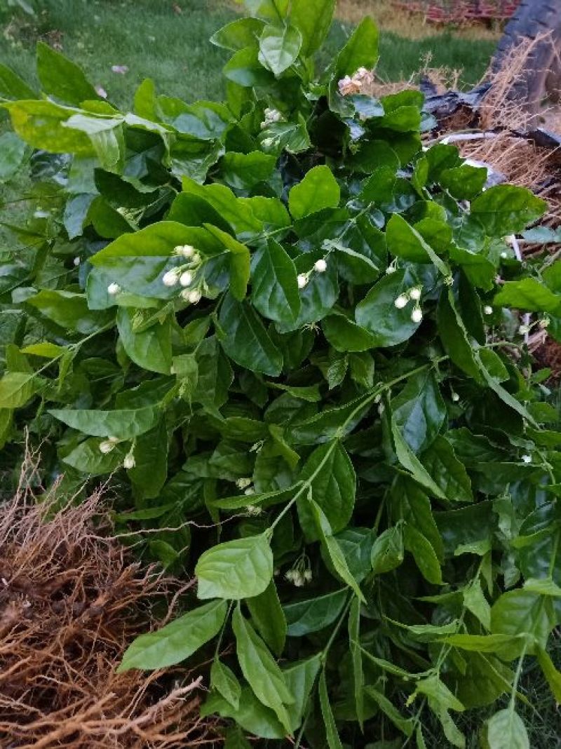 茉莉花苗30~50cm