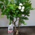 茉莉花苗30~50cm