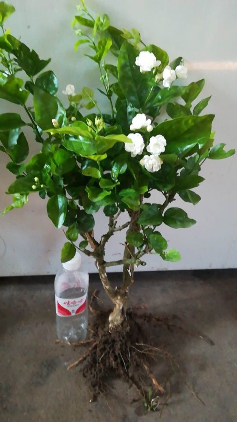 茉莉花苗30~50cm