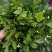 茉莉花苗30~50cm
