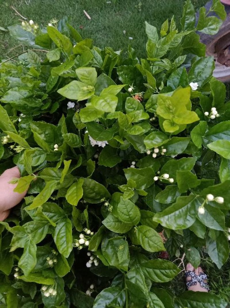 茉莉花苗30~50cm