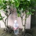 茉莉花苗30~50cm
