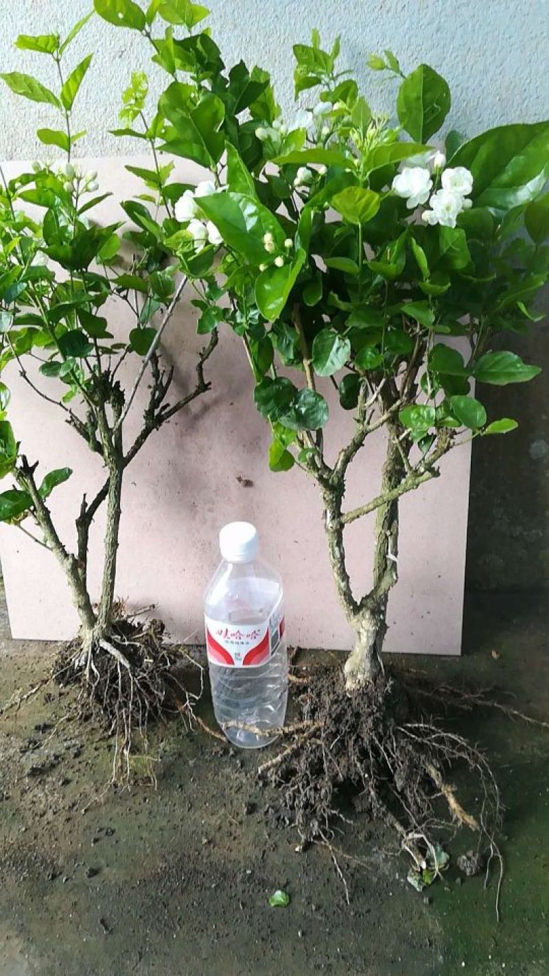 茉莉花苗30~50cm