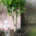 茉莉花苗30~50cm